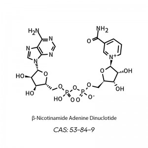 CAY001 β-निकोटिनमाइड एडेनिन डाइन्यूक्लियोटाइड (NAD+, ऑक्सीकृत कोएंजाइम I) CAS: 53-84-9